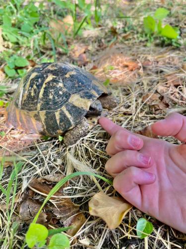 a turtle is sitting next to a persons hand at Apartments Stella in Virpazar