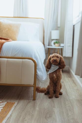 a brown dog wearing a bow tie sitting next to a bed at Sage Haven #6 in Johnson City