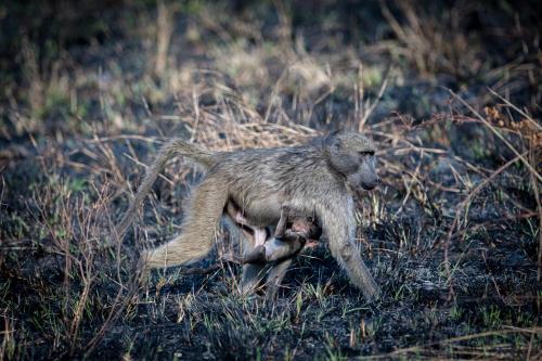 Altri animali domestici presso il campeggio di lusso o nei dintorni