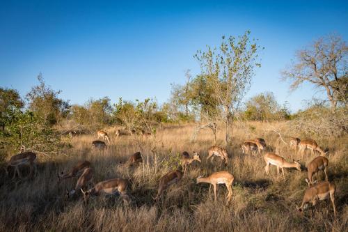 Altri animali domestici presso il campeggio di lusso o nei dintorni