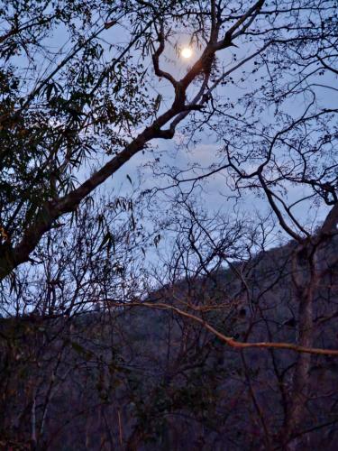 a view of the mountains through the trees at night at Samira's Birds & Butterflies Park-Spashram Ganga Beach Retreat in Rishīkesh