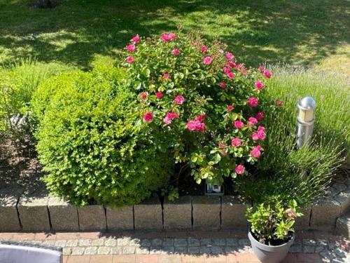 a group of pink flowers in a garden at Haus Antje in Scharbeutz