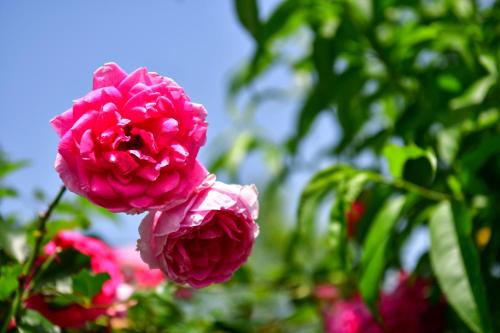 a close up of a pink flower at Apartman PLUM PLITVICE in Drežnik Grad