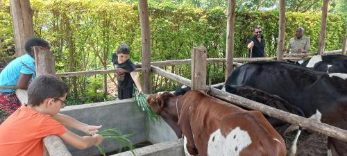 a boy petting a brown and white cow at Muga Eco Village in Ntungamo