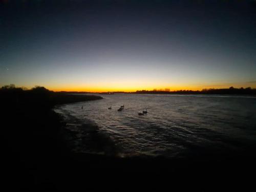 a group of ducks swimming in the water at sunset at Monteur-/Ferienwohnung Baden Baden Rastatt Elsass in Hügelsheim