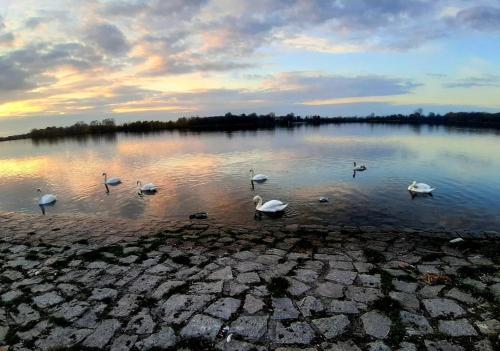 a group of swans swimming in a lake at sunset at Monteur-/Ferienwohnung Baden Baden Rastatt Elsass in Hügelsheim