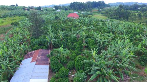 an aerial view of a banana plantation at Muga Eco Village in Ntungamo