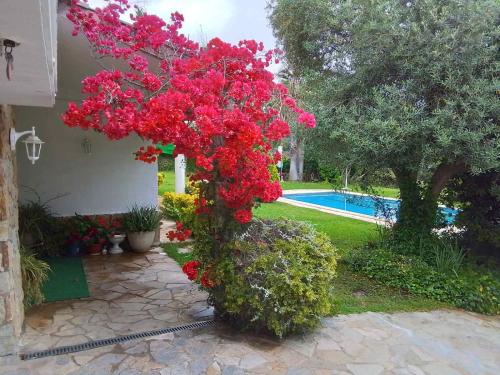 a tree with red flowers in front of a pool at Villa Max in Lloret de Mar