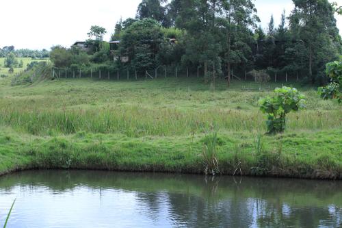a tree in a field next to a body of water at Muga Eco Village in Ntungamo