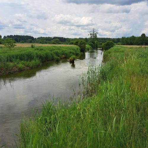 a river in a field next to a grass field at Domek wycieczkowy in Mosty