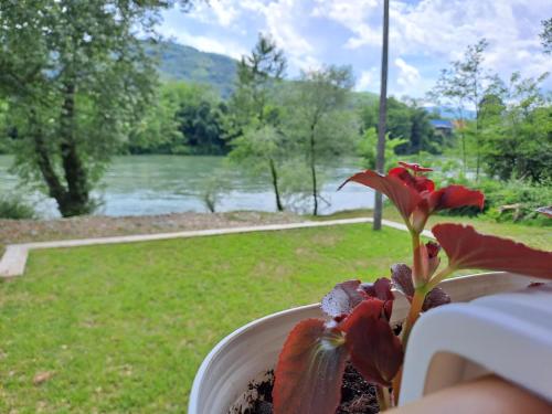 a plant in a pot with a view of a river at Vikendica Pored Drine in Crvica