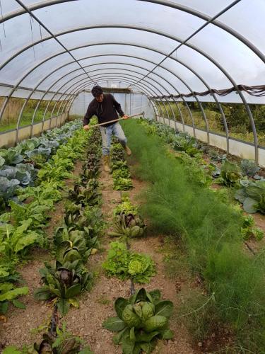 a man is working in a greenhouse with plants at Agriturismo Giandriale in Tavarone