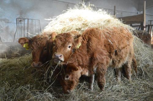 two cows standing next to a pile of hay at Agriturismo Giandriale in Tavarone