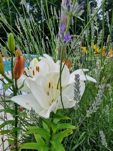 a white lily in a garden with other flowers at La Forestine in Bergerac