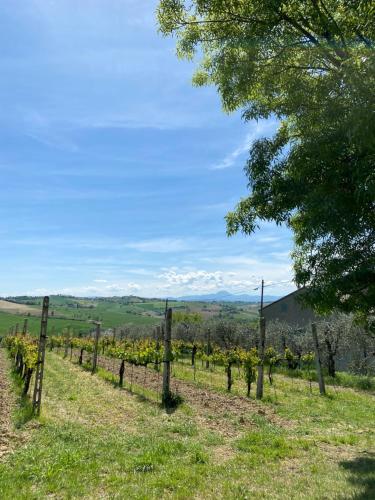 a vineyard with a view of the mountains at L'Antica Colombaia; Apartment with private entrance in Ostra