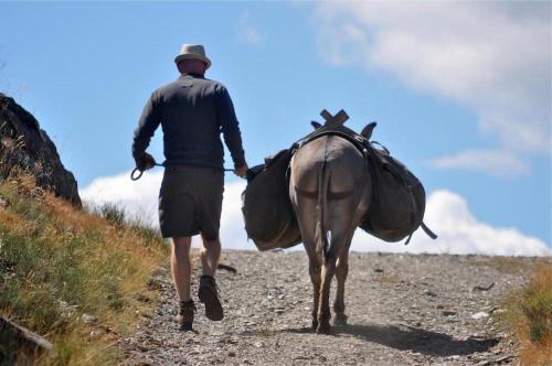 Động vật gần/tại nhà nghỉ dưỡng