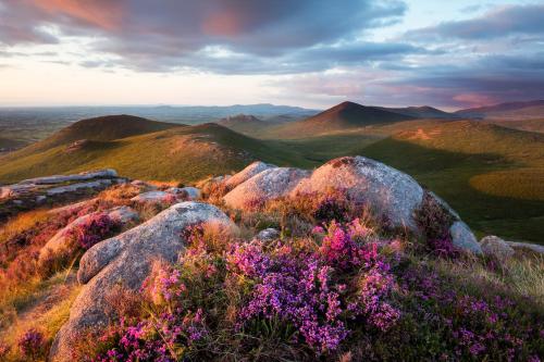 a view of a mountain with rocks and flowers at OAKWOOD GLAMPING Mourne Mountains in Moyad