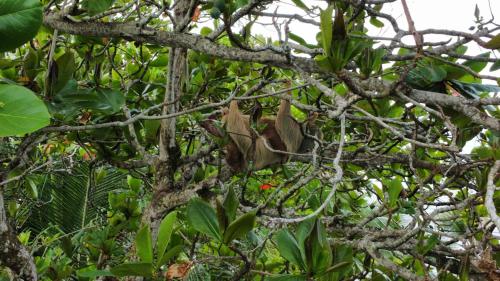 a bird is sitting in a tree at Ocean View Lodge in Cahuita