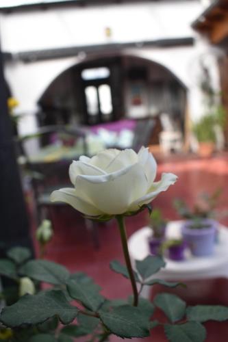 Κήπος έξω από το Ñanderoga B&B