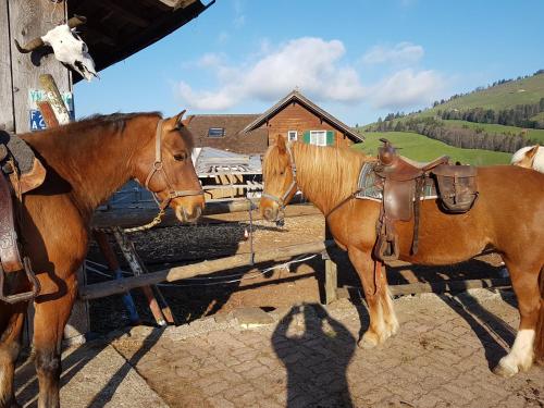 two horses are standing next to a fence at Beaver Creek Ranch in Rothenthurm