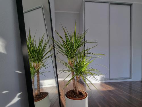 zwei Topfpflanzen vor einem Spiegel in der Unterkunft 2 pokoje, blisko morza, ogródek, garaż, kameralne in Danzig