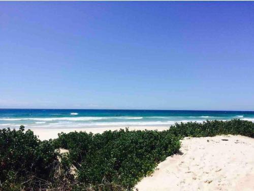 a beach with some plants on the sand and the ocean at Beachside Serenity in Byron Bay