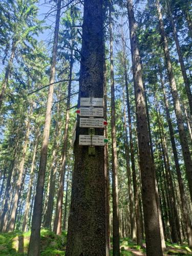 a sign on a tree in a forest at Apartmán U dvou slunečnic in Černé Údolí