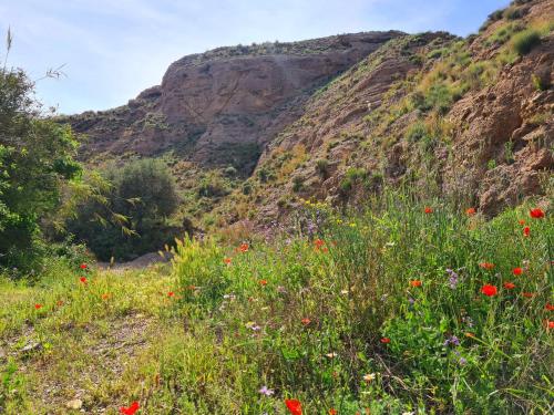 a field of flowers on the side of a mountain at Casa Tropical, serene poolside retreat in nature in Albox