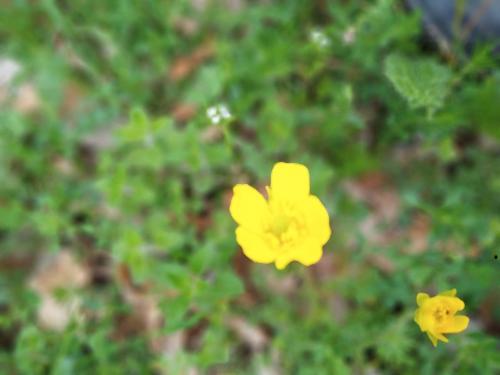 three small yellow flowers in the grass at Family owned self sufficient ECO farm TARA in Pljevlja