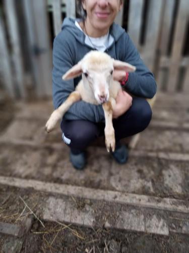 a woman holding a baby lamb in her hands at Family owned self sufficient ECO farm TARA in Pljevlja