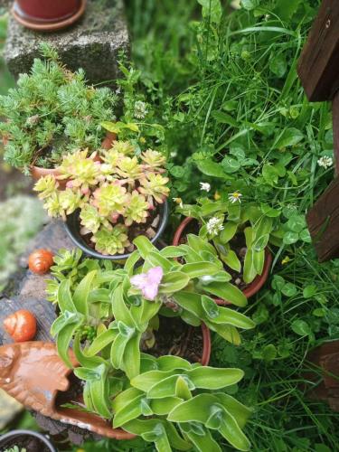 a group of potted plants sitting on a table at Family owned self sufficient ECO farm TARA in Pljevlja