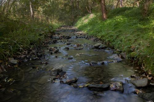 a stream of water with rocks in a forest at Biały Dom W ROPKI in Ropki