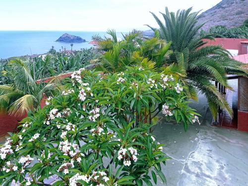 un grupo de palmeras y flores en una playa en Live Garachico Villa Daute con terraza y piscina, en Las Cruces