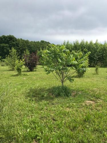 a small tree in a field of grass at Apartmán Karhule (pod Blaníkem) in Pravonín