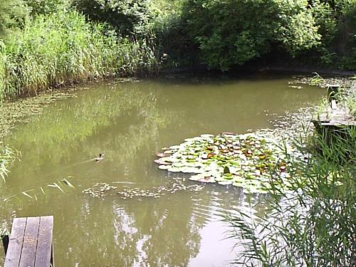 eine Ente, die in einem Teich mit Lilien schwimmt in der Unterkunft Ferienwohnung Mattke in Heiligendamm