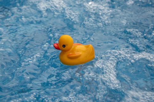 a yellow rubber duck floating in a pool of water at Little Oakhurst in Clitheroe