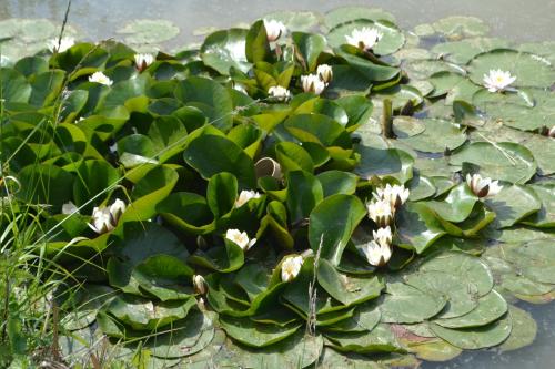 a bunch of lily pads in the water with white flowers at Chalet au bord d'un étang, près d'une ferme pédagogique in Château-Voué