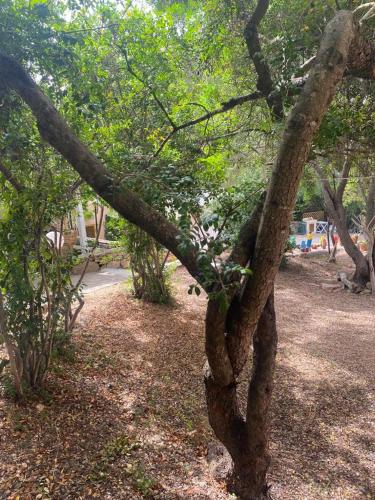 a tree with a branch in a park at Le stanze del mare in Golfo Aranci