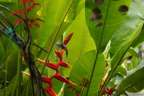 a hummingbird sitting on top of a plant with red flowers at Hotel Casitas Mar y Luz in Puerto Viejo