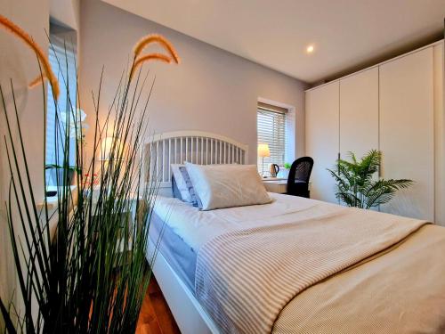 een slaapkamer met een bed en een plant bij Private Room in Lucan