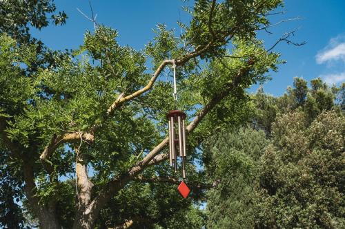 a tree that has been chopped down with a red arrow at Ostello dei Giardini di Pomona in Cisternino