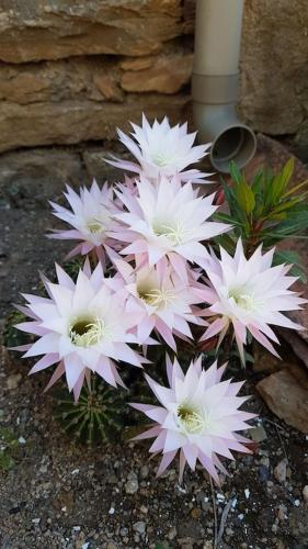 a bunch of pink and white flowers on the ground at La Maison des Armas in Les Vans