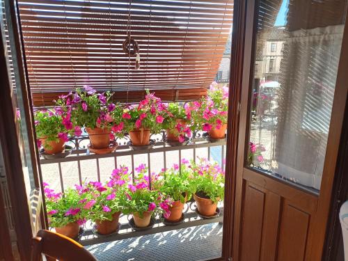 un montón de plantas en macetas sentadas en el alféizar de una ventana en Casa Histórica Aldana, Plaza Vieja, en Saldaña