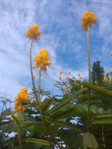 um grupo de flores amarelas contra um céu azul em Chácara lua e Sol em Pouso Alegre