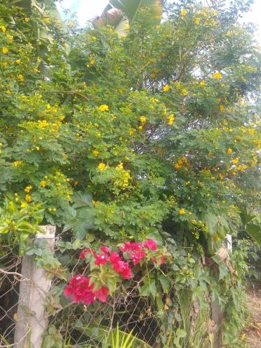 um ramo de flores numa cerca em Chácara lua e Sol em Pouso Alegre