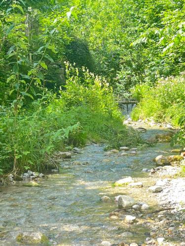 a stream of water with rocks and plants on a trail at Mondholz - Urban Inn 24-7 in Innsbruck