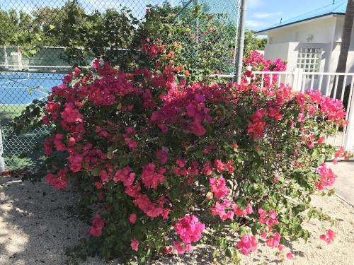 a bush of pink flowers in front of a fence at Tropical Getaway w/Private Beach 1 BD Condo in Tavernier
