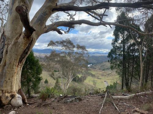 a tree on a hill with a view of a valley at Tuggeranong Village in Tuggeranong