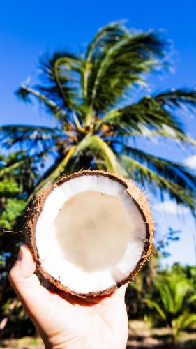 a hand holding a coconut in front of a palm tree at Tatajuba Hostel Casa Pascual in Tatajuba