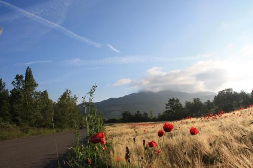 a field of red poppies on the side of a road at Albergo Ristorante La Rocca in Firenzuola